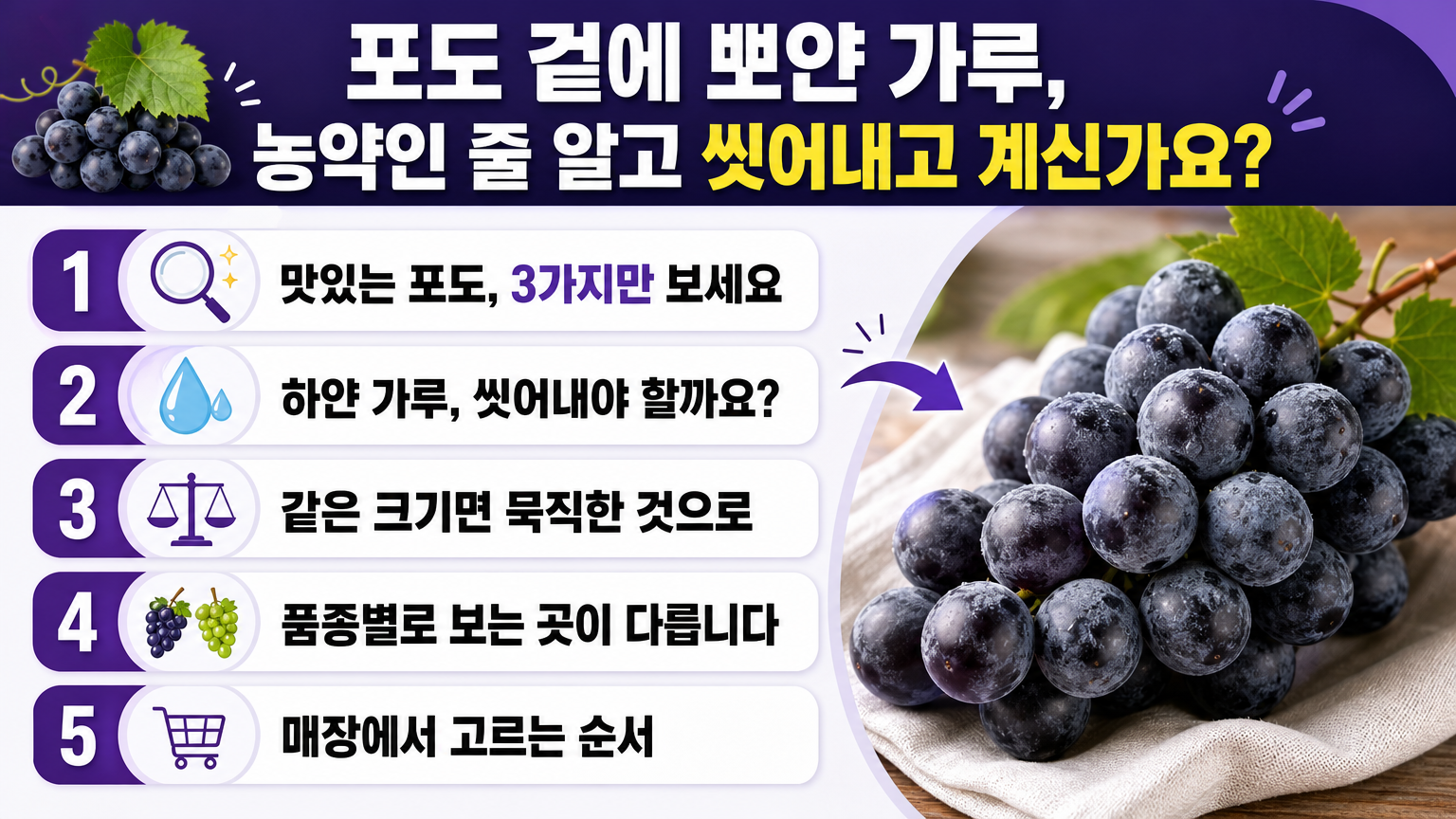 포도농장 사장님이 알려주는 맛있는 포도 고르는 법 핵심 정리 인포그래픽